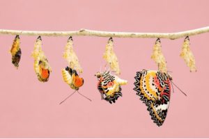 sandrine mille les pepites du bien etre etapes se développer